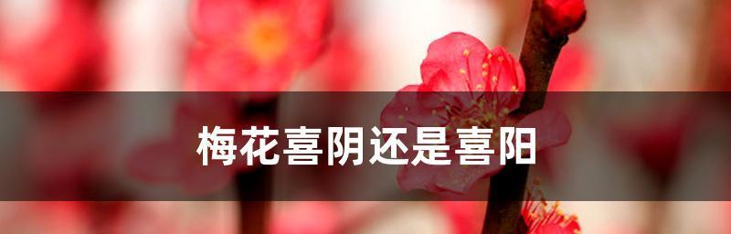 十二卷喜阴还是喜阳？（探讨十二卷中哪种环境更适合植物生长）-第3张图片-绿意生活