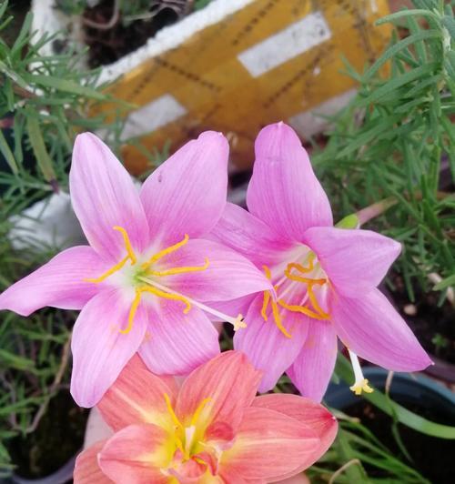 风雨兰的花期及特点（探秘风雨兰的花期及花语，了解它的生长习性和栽培技巧）-第3张图片-绿意生活