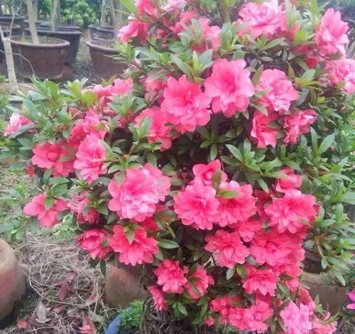 如何让杜鹃花开出绚烂的花朵（杜鹃花栽种与养护的全程指南）-第1张图片-绿意生活