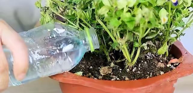 油烟机的废弃油不是垃圾，可以再利用（浇花是最好的归宿，让废弃变成营养）-第1张图片-绿意生活