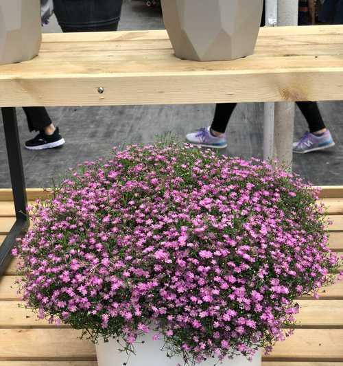 满天星室内养护指南（打造温馨舒适的家居植物空间）-第1张图片-绿意生活