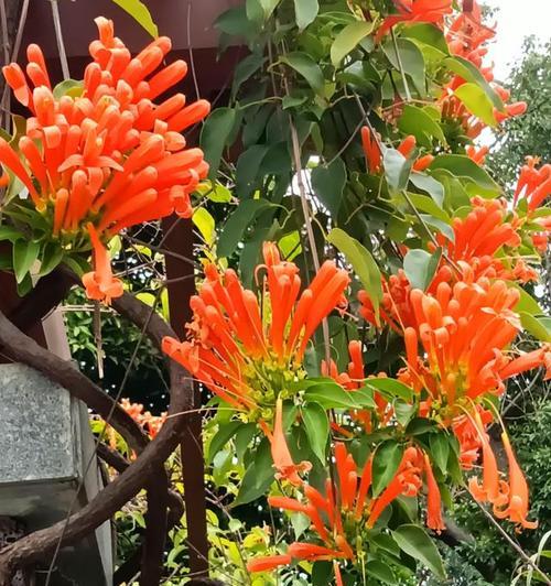 炮仗花的花期及赏花指南（盛夏花开，炮仗花等你来欣赏！）-第2张图片-绿意生活