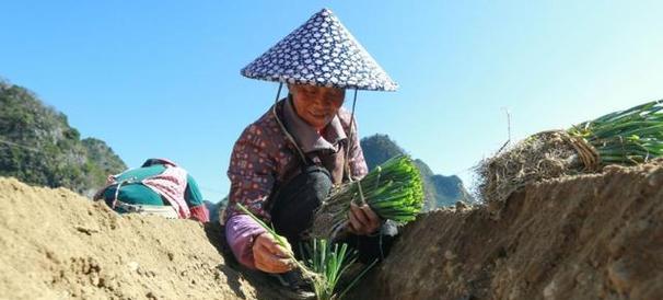 大葱移栽全攻略（什么时候移栽最合适？移栽的方法和注意事项）-第2张图片-绿意生活