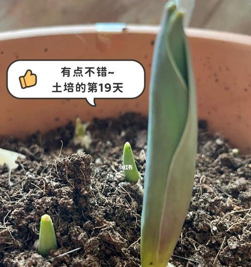 郁金香的种植与生长周期（掌握这些时间点，让你的郁金香开得更美）-第1张图片-绿意生活