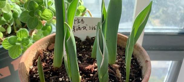 郁金香的种植与生长周期（掌握这些时间点，让你的郁金香开得更美）-第2张图片-绿意生活