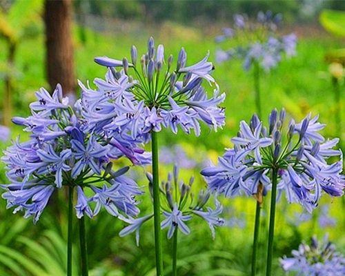 多年宿根花卉的魅力与养护（了解它们，轻松打造花园梦想）-第3张图片-绿意生活