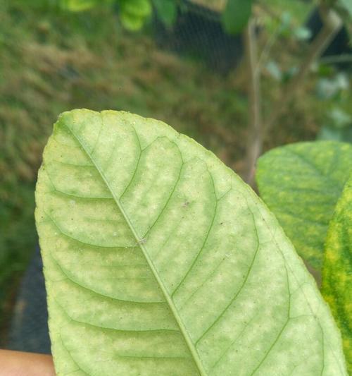 植物叶子变黄，该如何救治？（认识造成植物叶变黄的原因与应对措施）-第2张图片-绿意生活