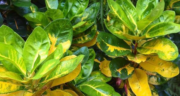 植物叶子变黄，该如何救治？（认识造成植物叶变黄的原因与应对措施）-第1张图片-绿意生活