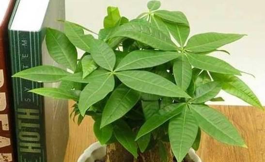 银杏的种植技巧（掌握正确的银杏配土方法，提高种植效果）-第3张图片-绿意生活