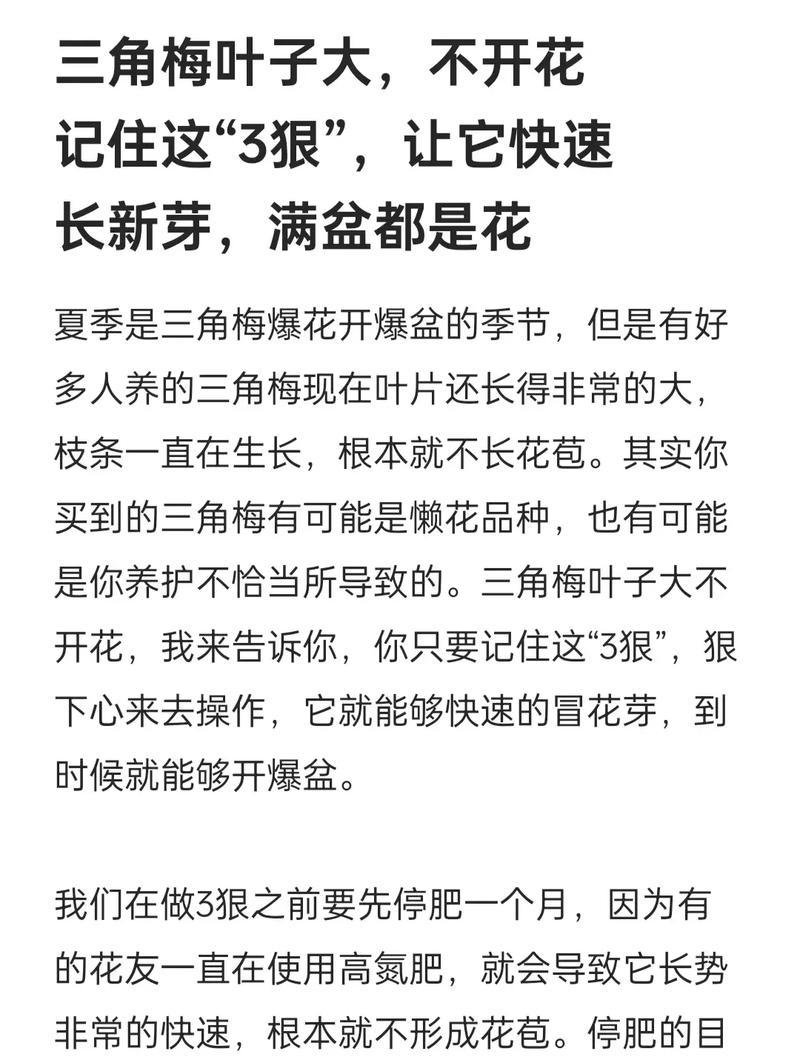 三角梅养殖全指南（注意事项与技巧，让你轻松打造精美花坛）-第3张图片-绿意生活