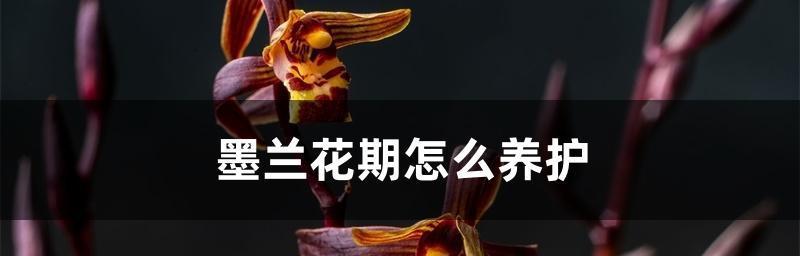 探秘墨兰花的花期（墨兰花期在什么时候？春天还是秋天？）-第1张图片-绿意生活