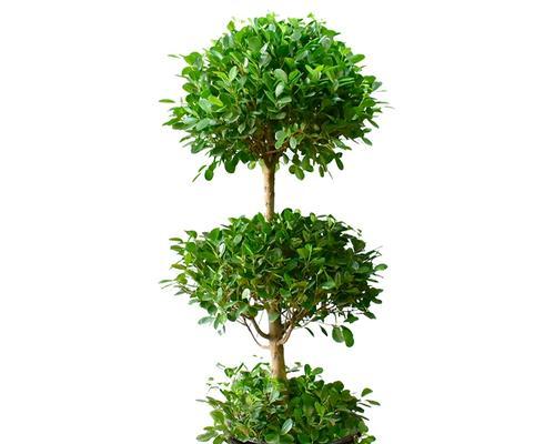 三层榕树怎样养长（打造生机勃勃的室内景观——三层榕树的种植和养护技巧）-第2张图片-绿意生活