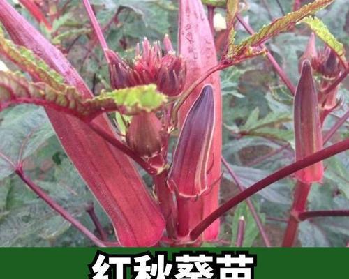 阳台种植秋葵的时间和方法（秋葵种植技巧与注意事项）-第3张图片-绿意生活