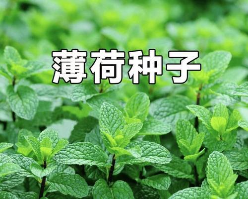 种植薄荷的最佳时间（掌握种植薄荷的时间要诀，让你的收成更加丰盈）-第1张图片-绿意生活