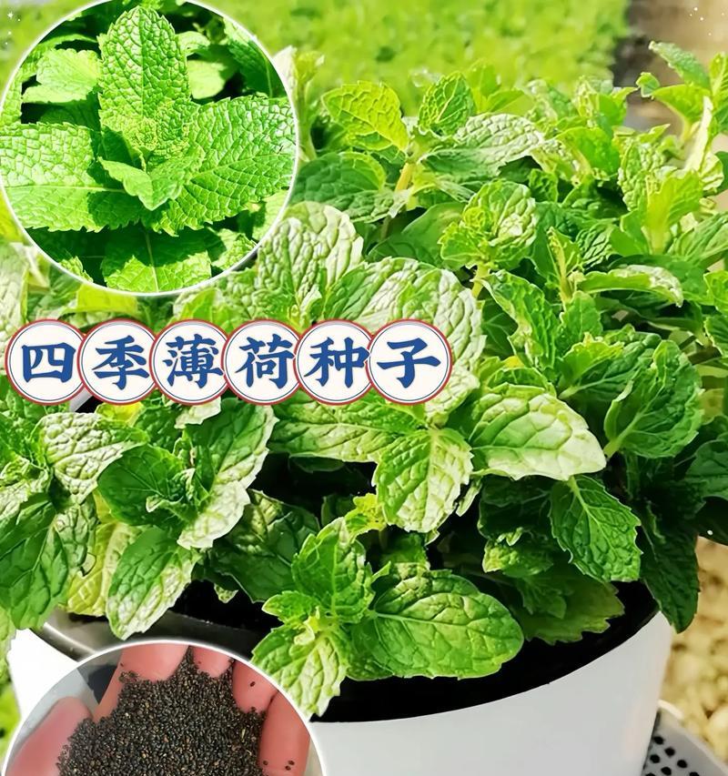 种植薄荷的最佳时间（掌握种植薄荷的时间要诀，让你的收成更加丰盈）-第3张图片-绿意生活