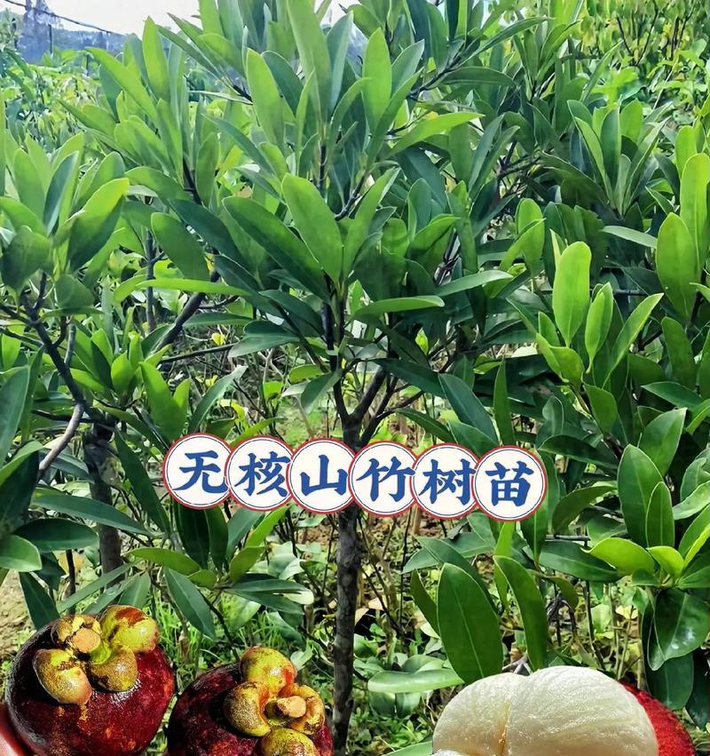 山竹果的成熟季节和特点（品尝鲜美山竹果的最佳时间）-第2张图片-绿意生活