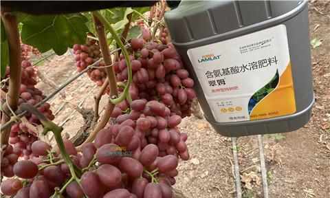 如何选择适合富贵子的肥料？（了解富贵子的营养需求，选择正确的肥料）-第1张图片-绿意生活