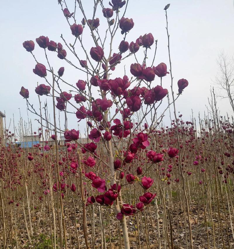 玉兰花骨朵的奇妙变化与盛开时节（揭秘玉兰花的神秘面纱，从蓓蕾到鲜花的完美转变）-第2张图片-绿意生活