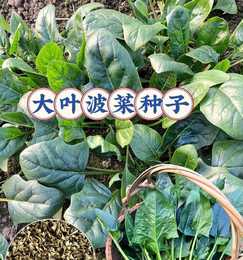 菠菜种子的种植方法与播种时间（了解如何成功种植营养丰富的菠菜，从合适的时间到正确的种植方法）-第3张图片-绿意生活