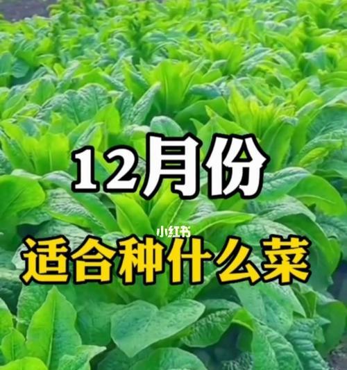 六七月份适合种植的菜品（打造您的绿色家园）-第2张图片-绿意生活