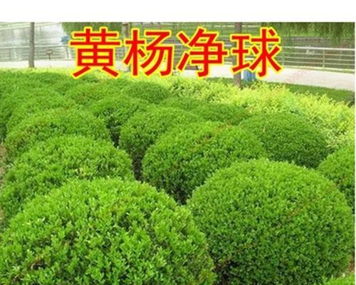 小叶黄杨的耐阴特性及栽培方法（了解小叶黄杨，轻松种出美丽阴地）-第1张图片-绿意生活