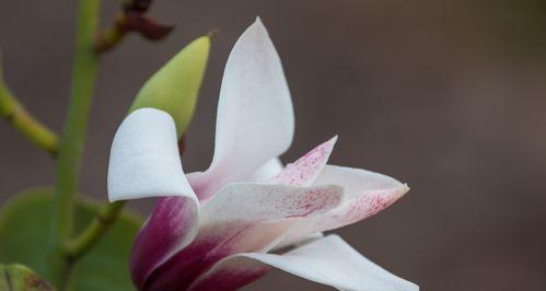 含笑花的颜色及特点（了解含笑花，发现它的美丽）-第2张图片-绿意生活