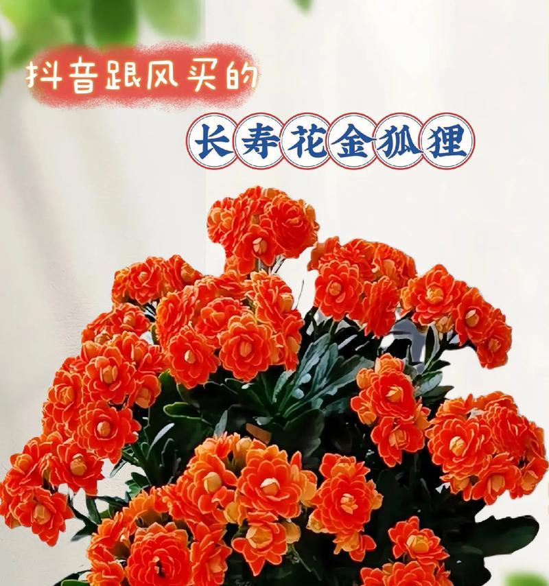 长寿菊的家庭养法（种植技巧与注意事项）-第2张图片-绿意生活