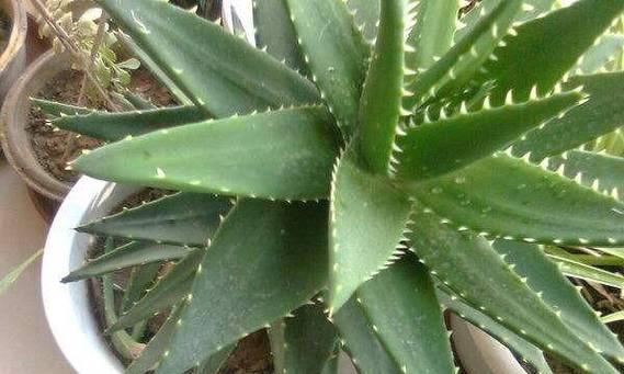 盆栽芦荟的养殖方法（注意事项及生长环境）-第1张图片-绿意生活