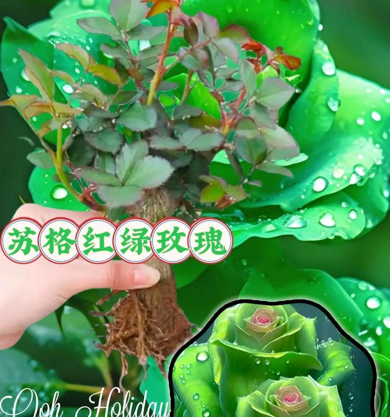 玫瑰花是否需要阳光？（探究玫瑰花的光照需求及其对生长发育的影响）-第1张图片-绿意生活