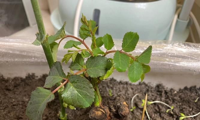 玫瑰花是否需要阳光？（探究玫瑰花的光照需求及其对生长发育的影响）-第3张图片-绿意生活