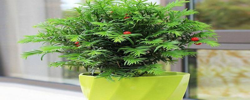 红豆杉放客厅风水好吗？（探究红豆杉在客厅的风水布置及注意事项）-第2张图片-绿意生活