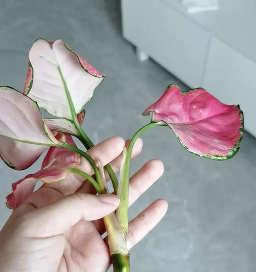 牡丹吊兰能否脱离土壤生长？（探究吊兰栽培的新思路）-第2张图片-绿意生活