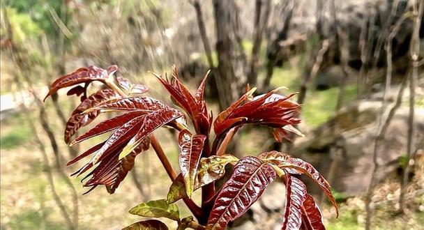 椿树和香椿树的区别（认识椿树和香椿树，防止植物误解）-第3张图片-绿意生活
