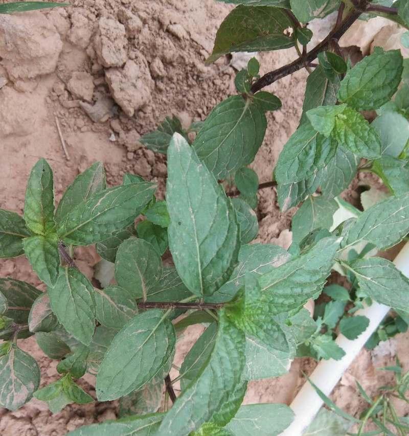 家里为什么不能种薄荷？（了解家庭种植的禁忌和注意事项，保障健康与安全）-第2张图片-绿意生活