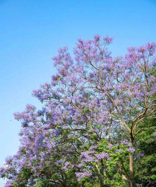 探秘蓝花楹果实的功效与用途-第1张图片-绿意生活
