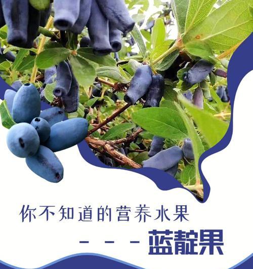 探秘蓝花楹果实的功效与用途-第3张图片-绿意生活