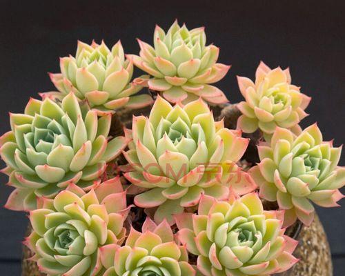 三色堇种植技巧详解（选择合适的盆，打造精致的花园）-第1张图片-绿意生活