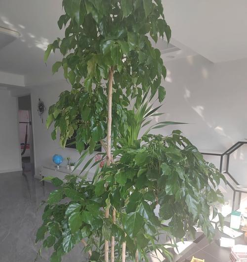 让幸福树更茂盛（选择正确的肥料，为您的幸福树创造充足养分）-第1张图片-绿意生活