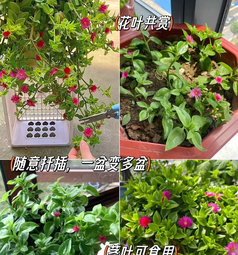 日中花养殖技巧（从土壤到光照，全方位提高养花成功率）-第1张图片-绿意生活
