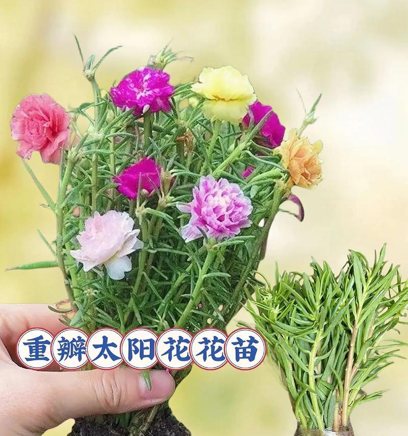 日中花养殖技巧（从土壤到光照，全方位提高养花成功率）-第3张图片-绿意生活