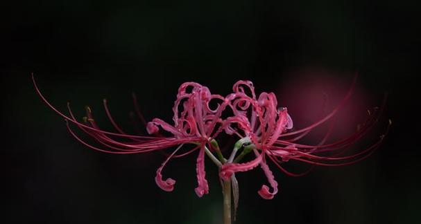 探秘彼岸花的生长地与生态环境（从气候、土壤、光照到人工培育，揭开彼岸花生长的奥秘）-第3张图片-绿意生活