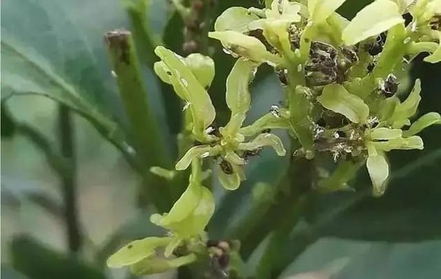 柑橘果期的养护与管理（果期时间、管理技巧和注意事项）-第1张图片-绿意生活