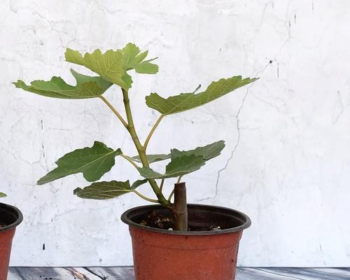 无花果树栽种的盆选取和注意事项（为您详解无花果树盆的大小和材质，让您轻松种出健康的无花果树）-第2张图片-绿意生活