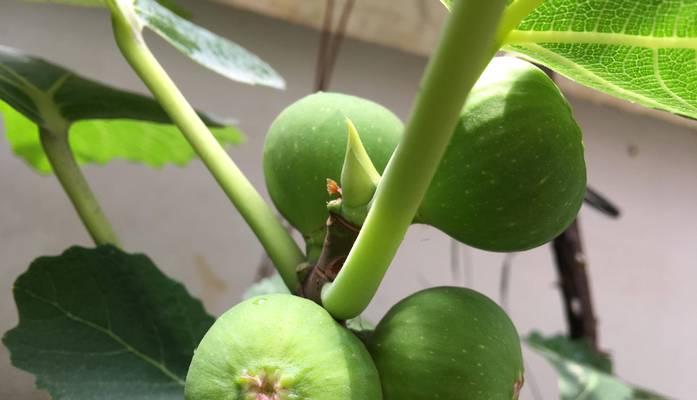 无花果树栽种的盆选取和注意事项（为您详解无花果树盆的大小和材质，让您轻松种出健康的无花果树）-第1张图片-绿意生活