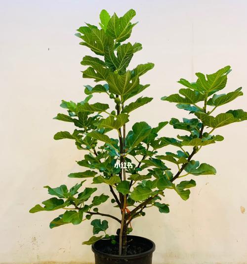 无花果树栽种的盆选取和注意事项（为您详解无花果树盆的大小和材质，让您轻松种出健康的无花果树）-第3张图片-绿意生活