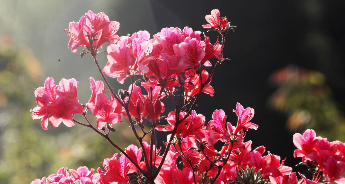杜鹃花的养护秘诀（阳光是关键，让杜鹃花娇艳绽放）-第2张图片-绿意生活