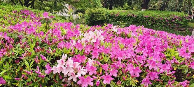 杜鹃花的养护秘诀（阳光是关键，让杜鹃花娇艳绽放）-第3张图片-绿意生活