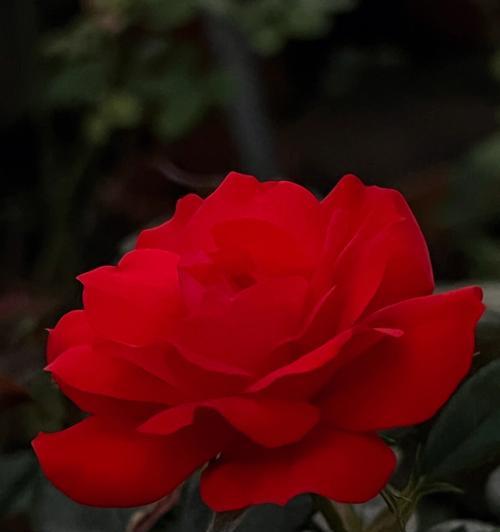 赏花乐享——开大红色花卉（探寻大红色花卉的美妙世界）-第1张图片-绿意生活