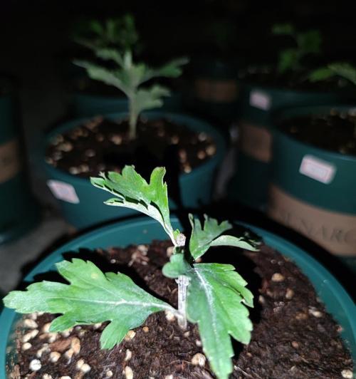 探秘菊花的生长环境条件及特点（菊花的生长要求和生态特点，适宜种植环境，经济价值和药用价值）-第1张图片-绿意生活