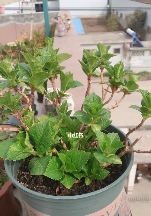 如何让绣球花发芽？（15种方法让绣球花焕发生机）-第1张图片-绿意生活